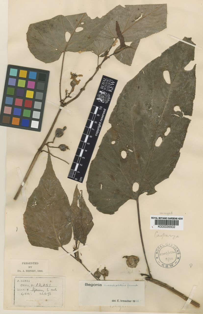 B. crassirostris